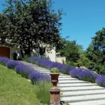 Le clos de la crinoline